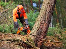 Tree Care