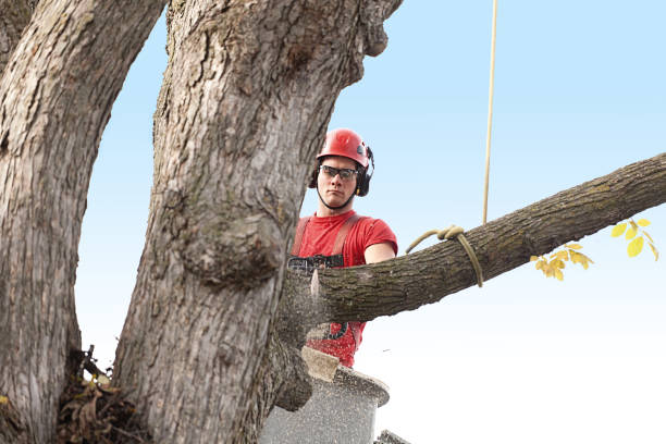 How Our Tree Care Process Works  in  Aurora, IN